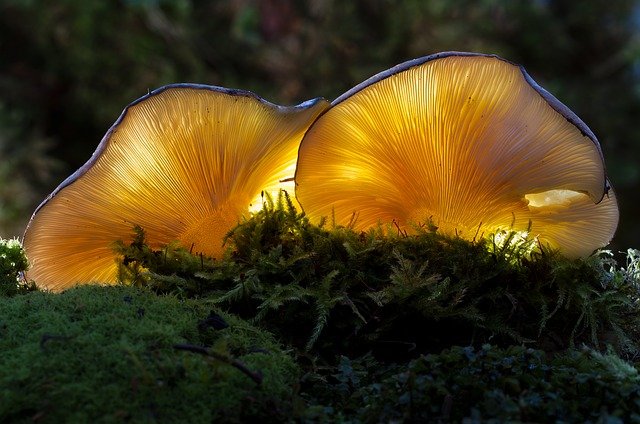 lesní houby